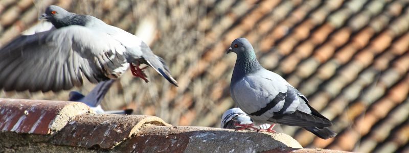 Pigeons walking in the old roofs of the houses Pigeons walking in the old roofs of the houses